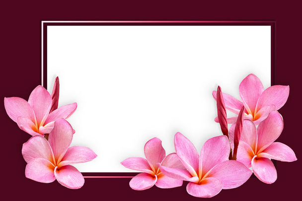 Empty white paper blank on Pink Plumeria flower frame, flat lay, top view - Fotó, kép