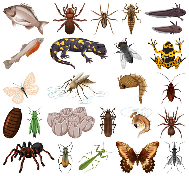 Verschiedene Arten von Insekten und Tieren auf weißem Hintergrund - Vektor, Bild