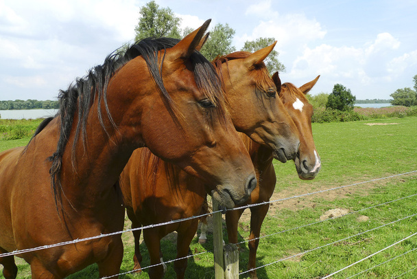 Trois chevaux côte à côte
 - Photo, image
