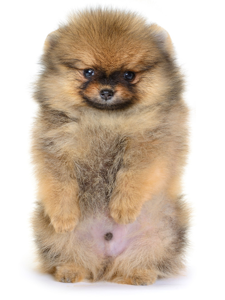 pomeranian puppy - Photo, Image