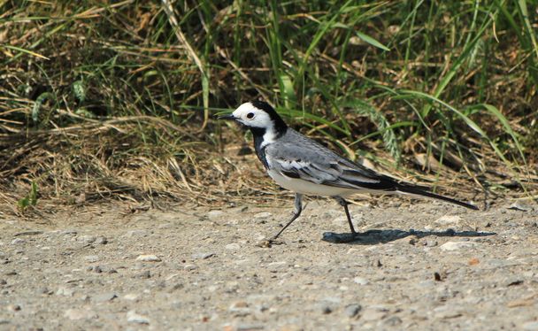 Wagtail walking on the ground - Photo, Image