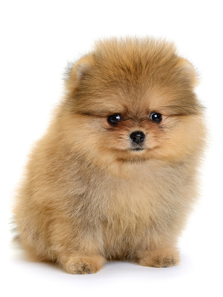 pomeranian puppy - Фото, зображення
