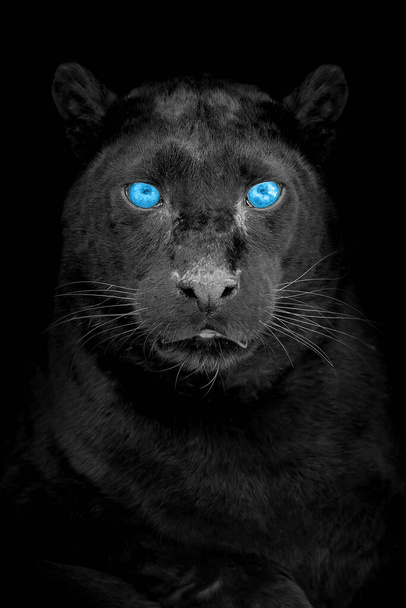 Портрет черного леопарда с голубым глазом на черном фоне - Фото, изображение