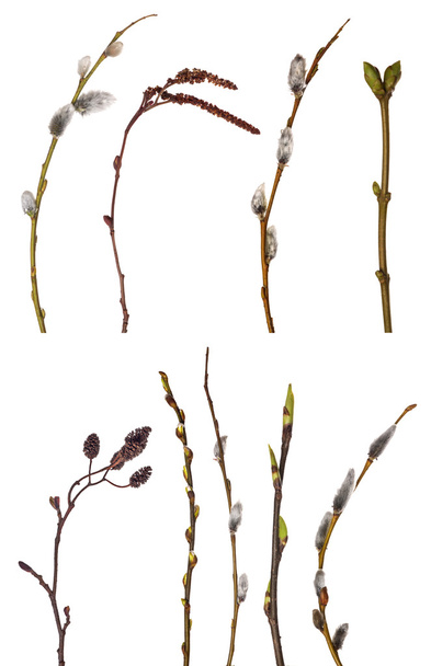Collection of spring tree  branches - Photo, Image