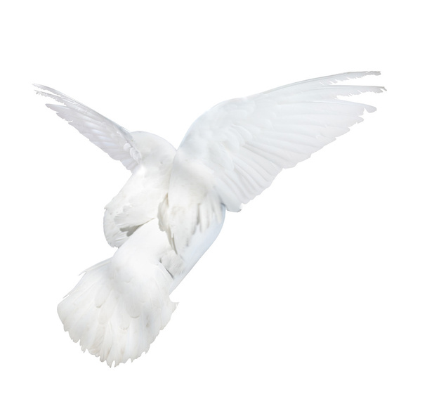 weiße Taube - Foto, Bild