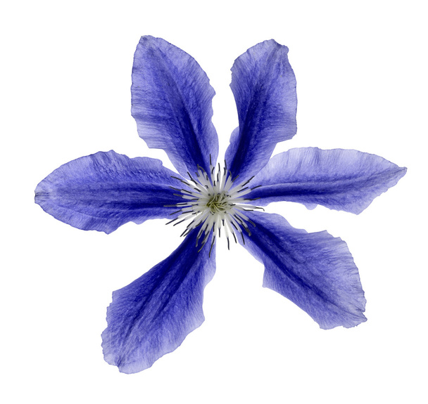 Sininen kukka
 - Valokuva, kuva