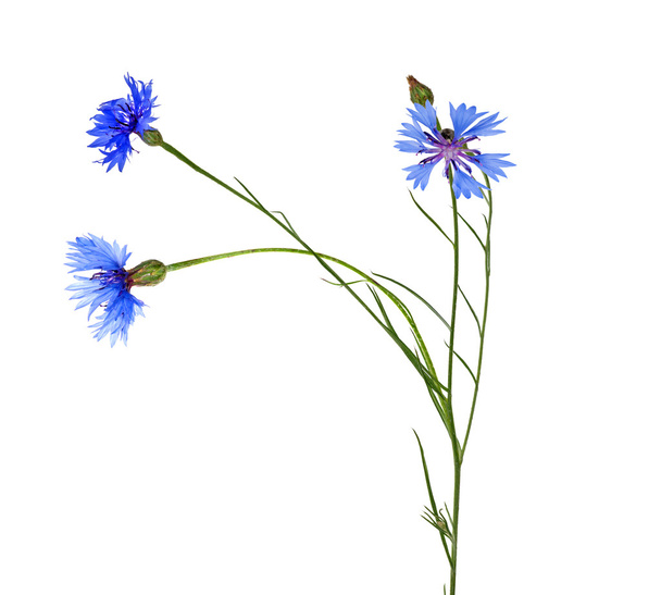cikória-kék virágokkal - Fotó, kép
