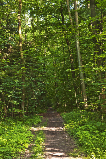 Metsä Trail auringonsäteet
 - Valokuva, kuva