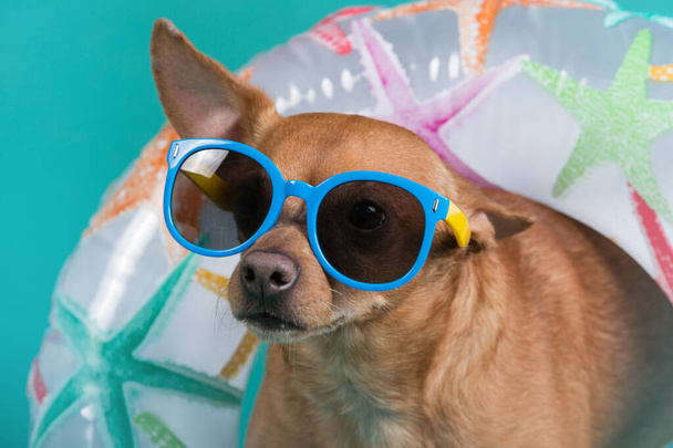 a dog with an inflatable circle around his neck and with blue glasses on his face, a concept of summer and vacation, close-up of shooting - Photo, Image