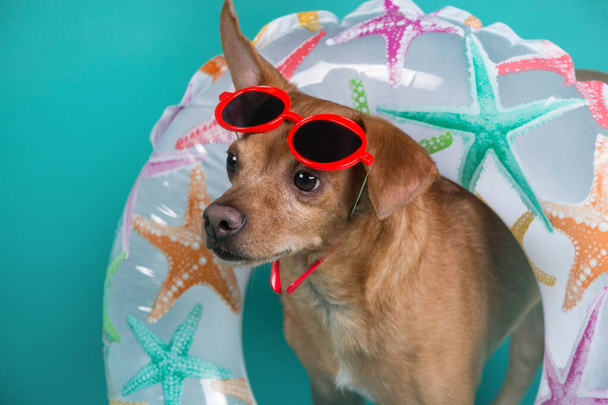 Hund mit aufblasbarem Kreis um den Hals und roter Brille auf dem Kopf, Konzept von Sommer und Ruhe, Nahaufnahme - Foto, Bild
