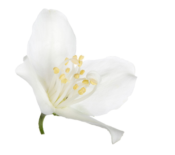 flor de jazmín
 - Foto, imagen