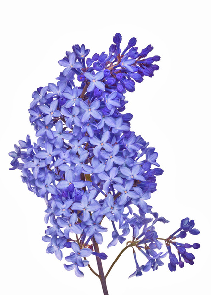 Lilac branch - Fotó, kép