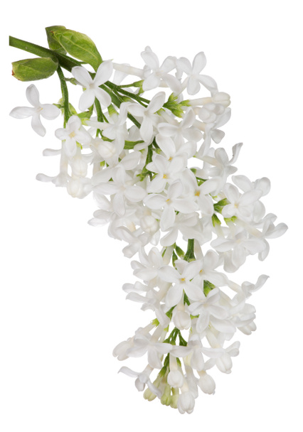 Lilás branco
 - Foto, Imagem