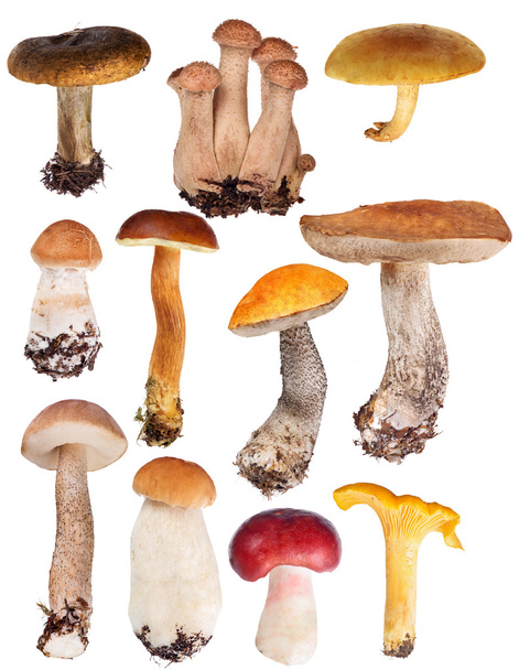 Съедобные грибы
 - Фото, изображение