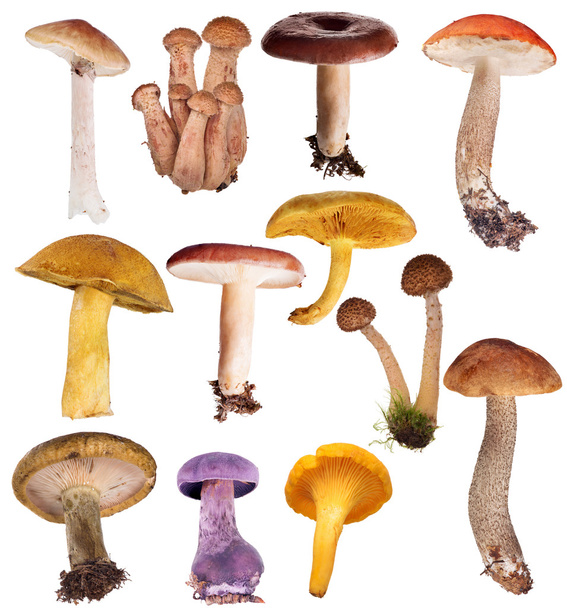 edible mushrooms - Photo, image