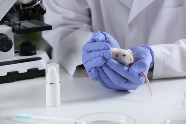 Scientist with rat at table in chemical laboratory, closeup. Animal testing - Φωτογραφία, εικόνα