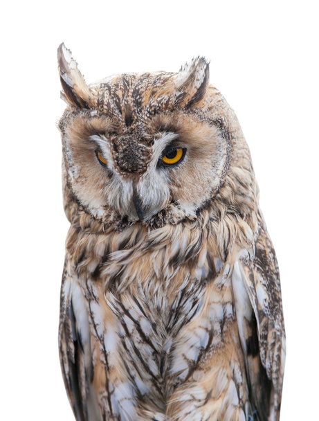 brown owl - Foto, Imagen