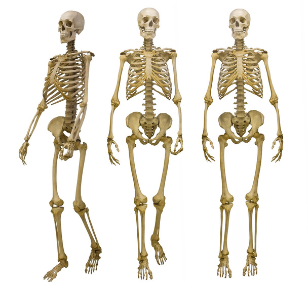 emberi csontváz - Fotó, kép