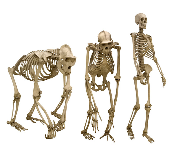Ensemble de trois squelettes
 - Photo, image