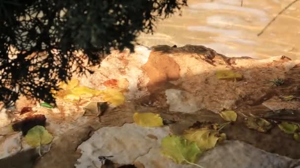 Rustige creek - Video