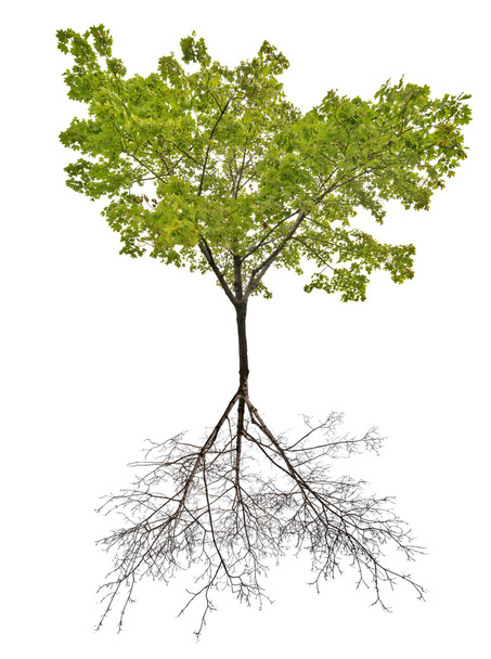 árbol de arce verde
 - Foto, Imagen