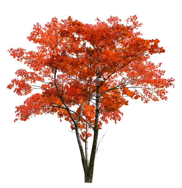 Punainen vaahtera puu
 - Valokuva, kuva