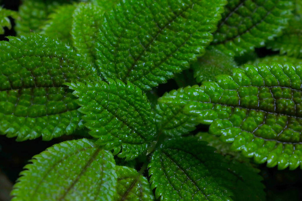 Krásné tmavě zelené pozadí listů rostlin - Fotografie, Obrázek