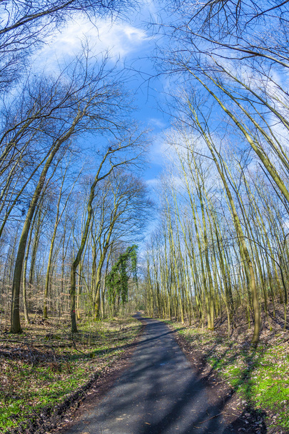 korony drzew wiosną na błękitne niebo - Zdjęcie, obraz