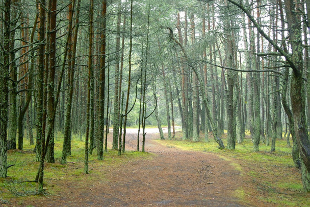 Forest in the rain - Photo, Image