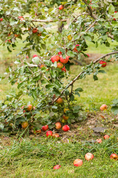 Apple farm - Фото, изображение