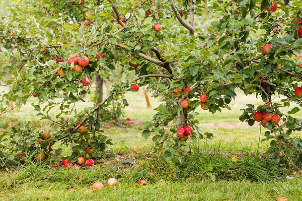 Apple farm - Foto, Bild