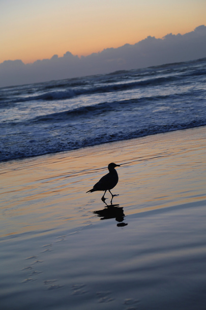 Seagull op Cannon Beach, Oregon bij zonsondergang. - Foto, afbeelding