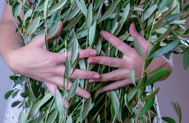 Primer plano de las manos de las mujeres abrazando un montón de ramas de olivo. El concepto de salud y armonía de la mujer - Foto, Imagen
