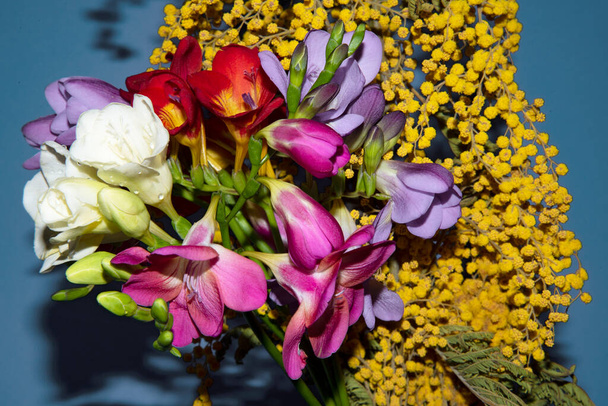 zbliżenie widok piękne kwiaty na niebieskim tle - Zdjęcie, obraz