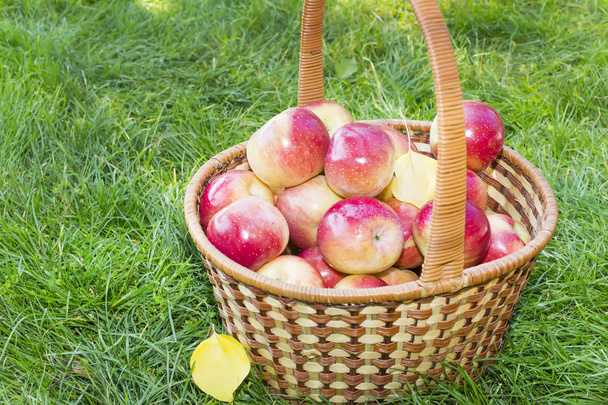 cesta con manzanas rojas en el jardín - Foto, Imagen