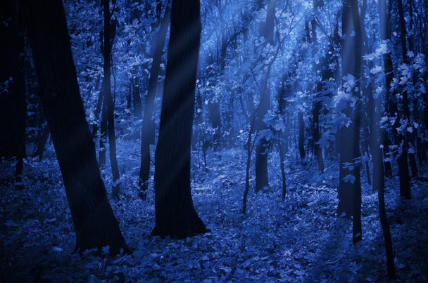 Forest on moonlit night - Photo, Image
