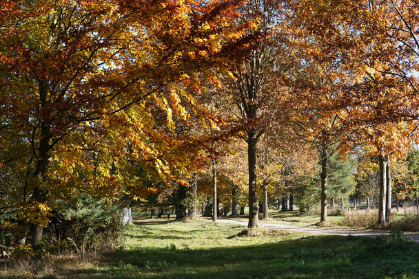herfst landschap met kleurrijke bomen - Foto, afbeelding
