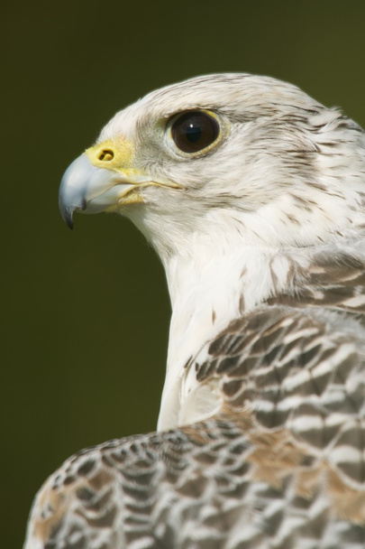 Close-up of head and neck of gyrfalcon - Photo, Image