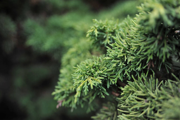 green pine tree branch with blurred background - Foto, imagen
