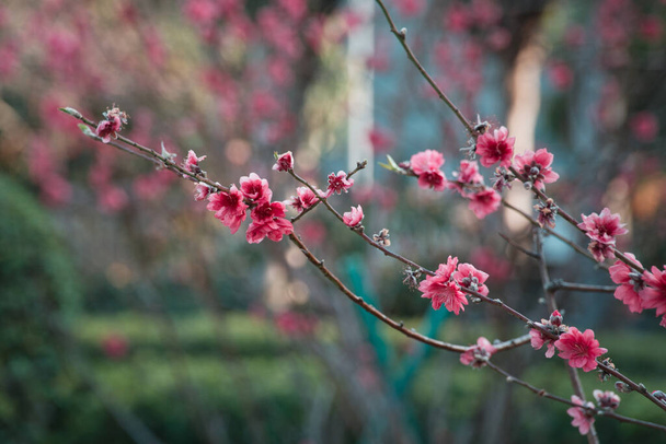 beautiful cherry blossom. sakura tree flowers in the garden. - Fotoğraf, Görsel