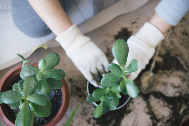 woman hands repotting house plant. indoor photo - Фото, зображення
