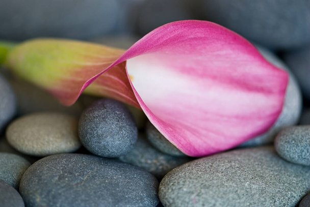 Minimalistic Calla Flower Still Life - Foto, imagen