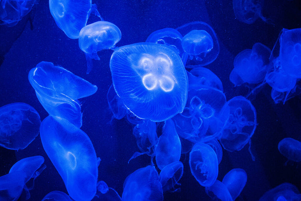 jellyfish in the aquarium - Foto, Imagen