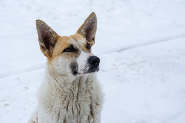 Retrato de um macho adulto de coloração branca e vermelha. Um cão sem-abrigo sentado numa rua coberta de neve. Hora de Inverno. Não há pessoas. - Foto, Imagem