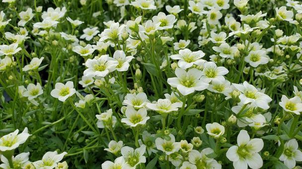 Wide shot of beautiful blooms of white saxifrage flowers  - Photo, Image