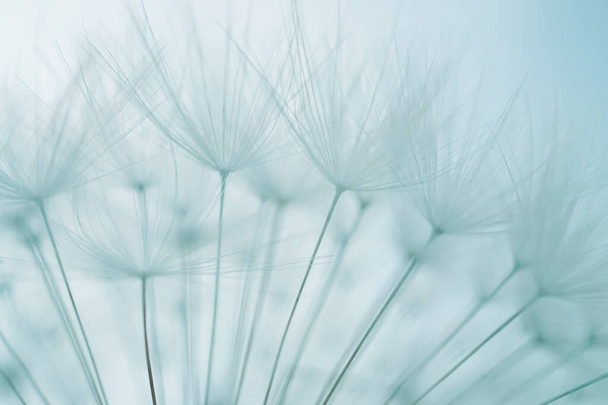 романтический белый одуванчик семя цветов весной  - Фото, изображение