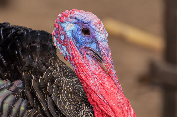 Closeup head of male wild turkey - Photo, Image