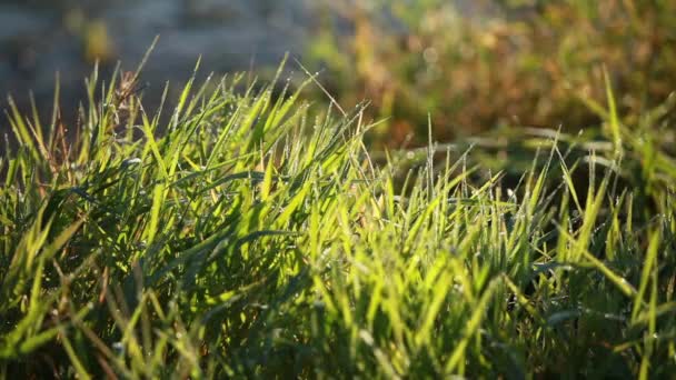 Diament Rosa na trawie w światła - Materiał filmowy, wideo