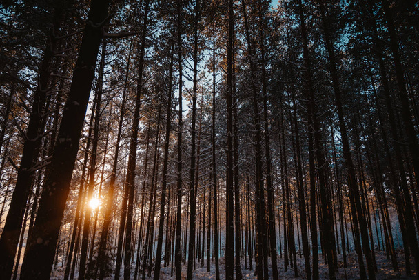 beautiful sunset in the forest - Foto, afbeelding