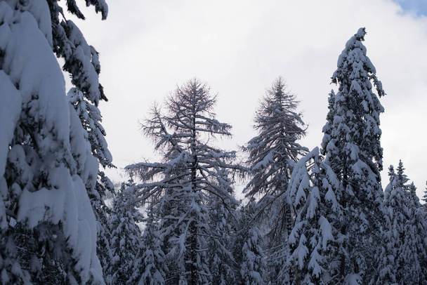 beautiful winter landscape with snow covered trees - Valokuva, kuva